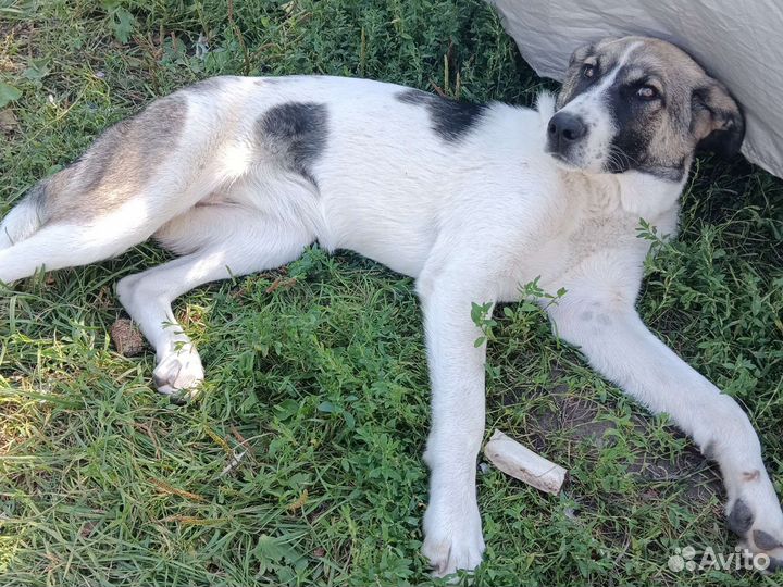 Вязка алабай