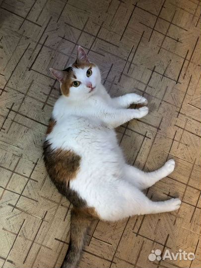 Домашние кошки