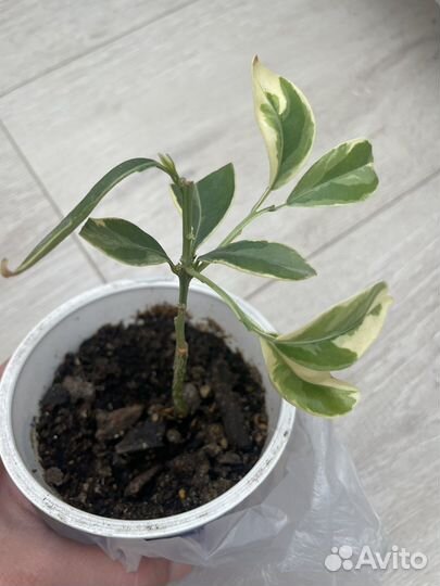 Каламондин вариегатный