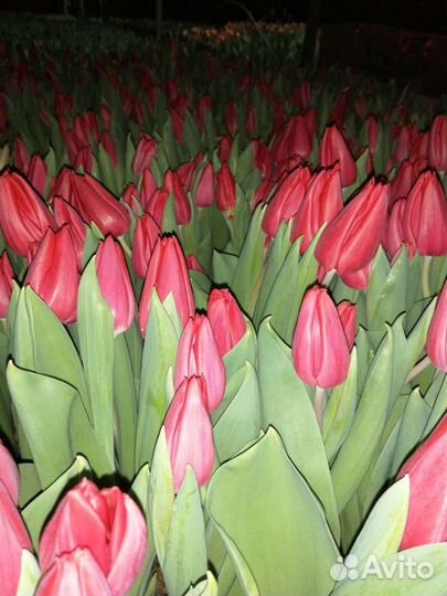 Тюльпаны