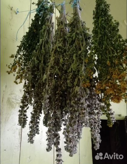 Пустырник, зверобой в пучках