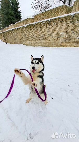 Сибирский хаски