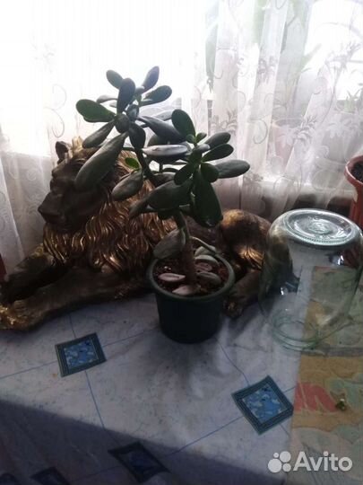 Домашние цветы