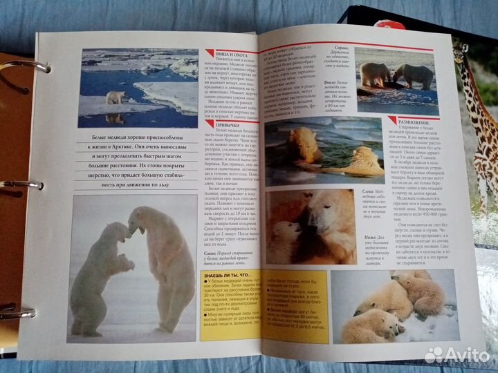 Энциклопедия В мире дикой природы