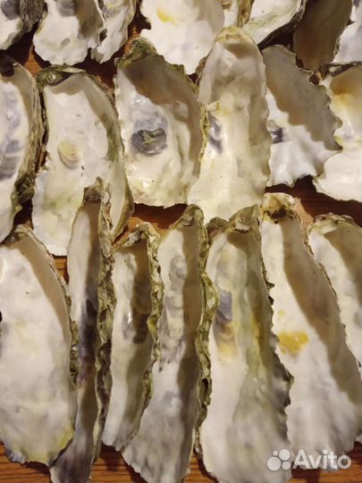 Ракушки устрицы для свечей