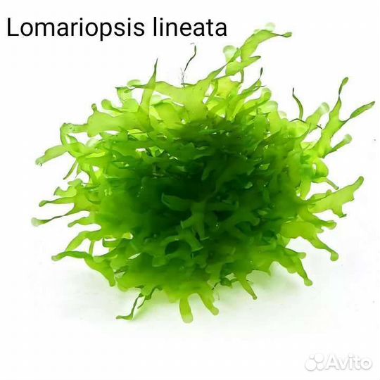 Растения в аквариум