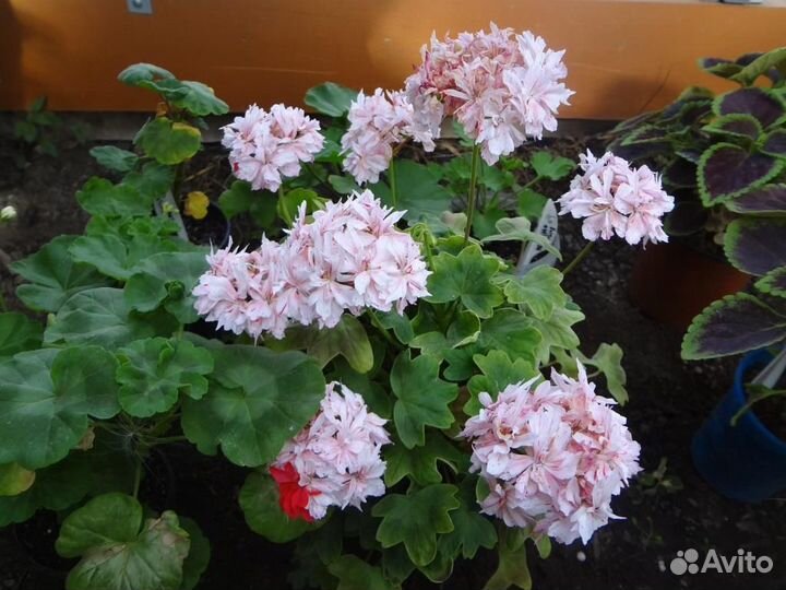 Комнатные цветы. Пеларгонии
