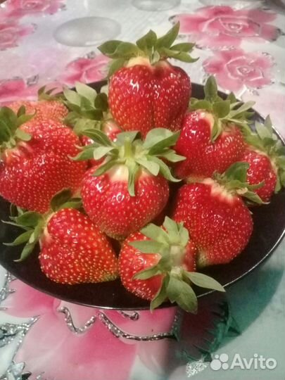 Супер ранняя клубника Флер