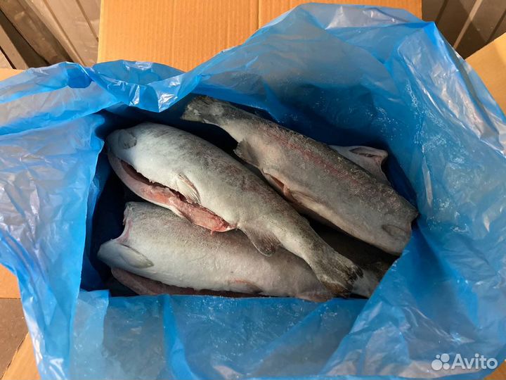 Форель 2,7/3,6 Турция, премиум, морож