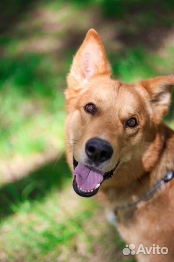 Молодой пес Модус из приюта ищет дом