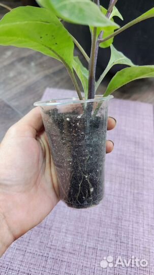 Джинура листья бога