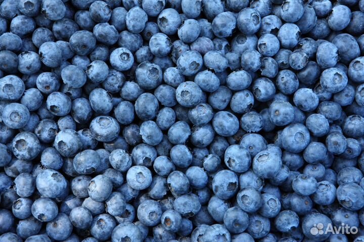 Свежая черника