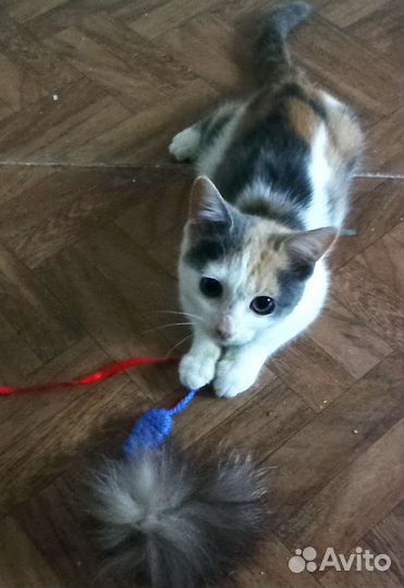 Кошки в добрые руки бесплатно