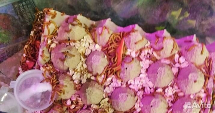 Живой корм для рептилий, пауков, птенцов, ежей