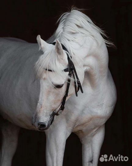 Арабский жеребец