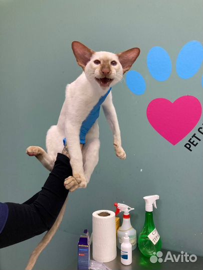 Работа ветеринарный врач