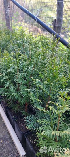 Туя Колумна,Брабант