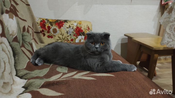 Британская