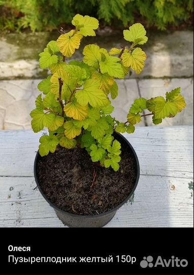 Садовые растения