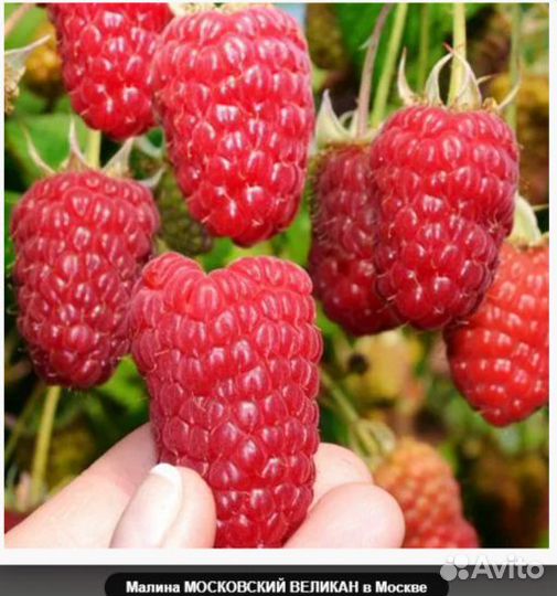 Сверхкрупноплодная малина Моск.Великан, Анфиса зкс