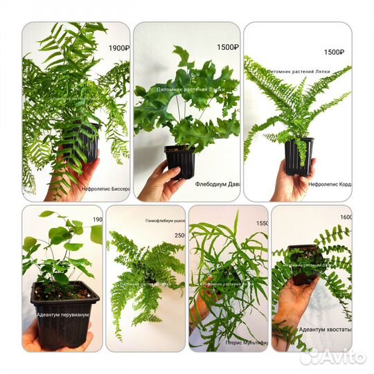 Папоротники разные комнатные