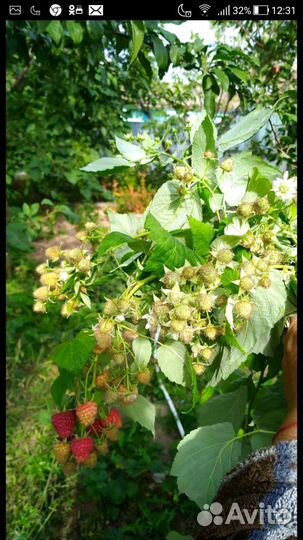 Малина ремонтантная