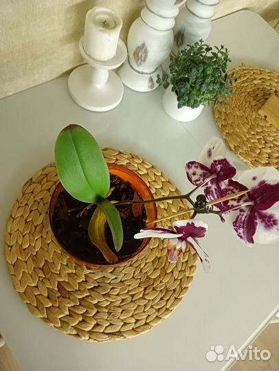 Орхидея фаленопсис