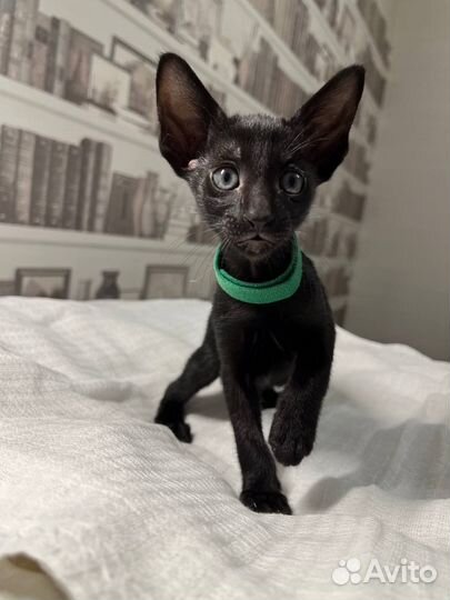 Ориентальные котята