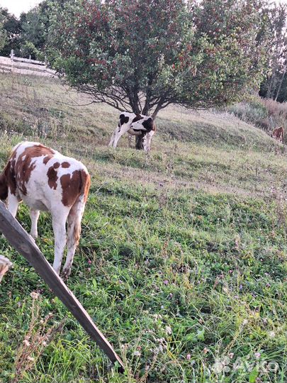 Телята молодняк