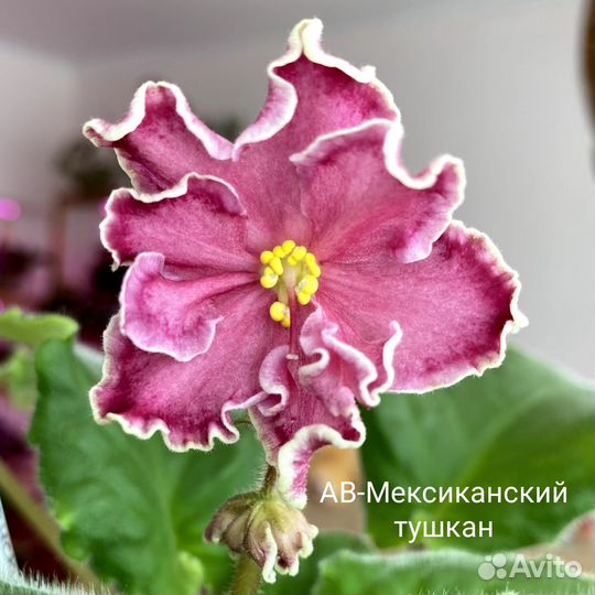 Детки сортовых фиалок набор