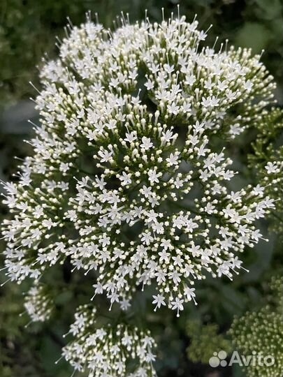 Трахелиум семеа