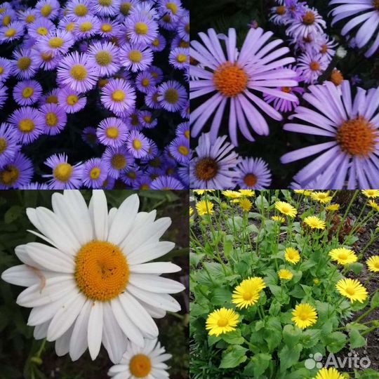 Многолетники