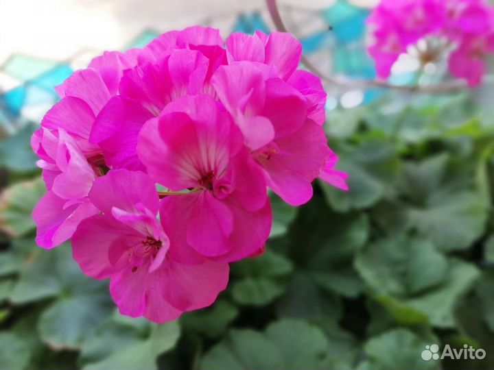 Герань пеларгония