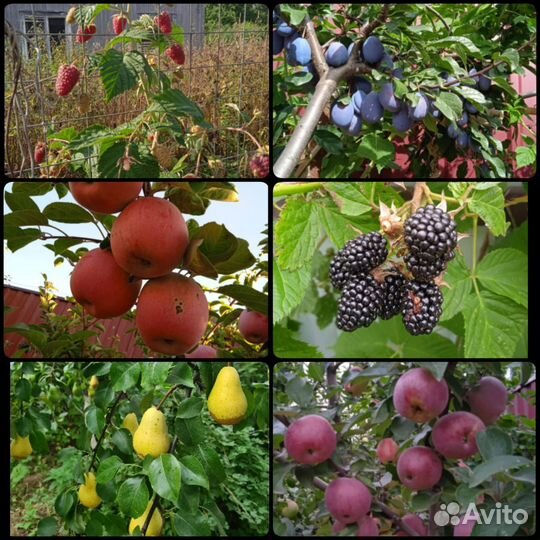 Саженцы привитые