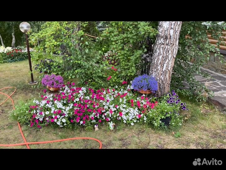 Птунии Ампельные и Вегетативные рассада в Сочи