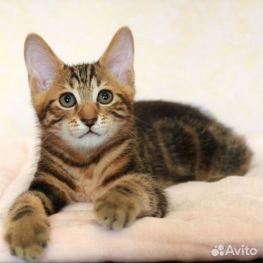 Курильский бобтейл