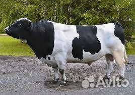 Бычки, несушки Декалб Уайт, Белый Коралл