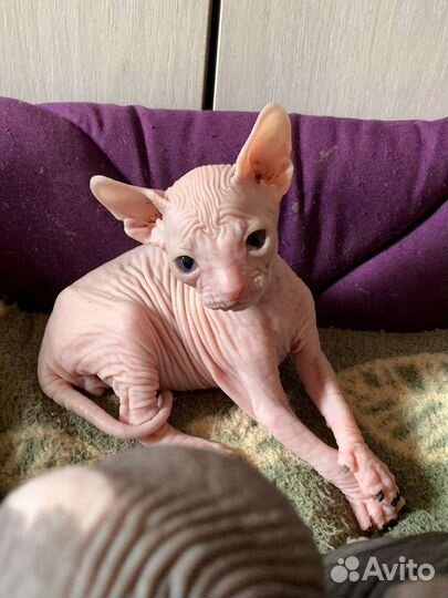 Донской сфинкс