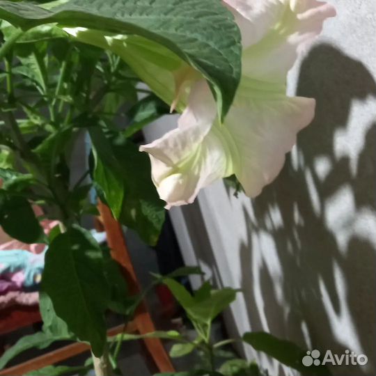 Бругмансия