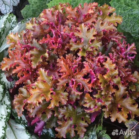 Гейхера Зиппер