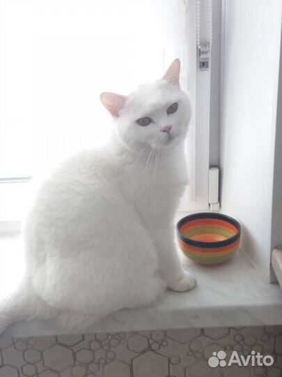 Кошка шотландская прямоухая