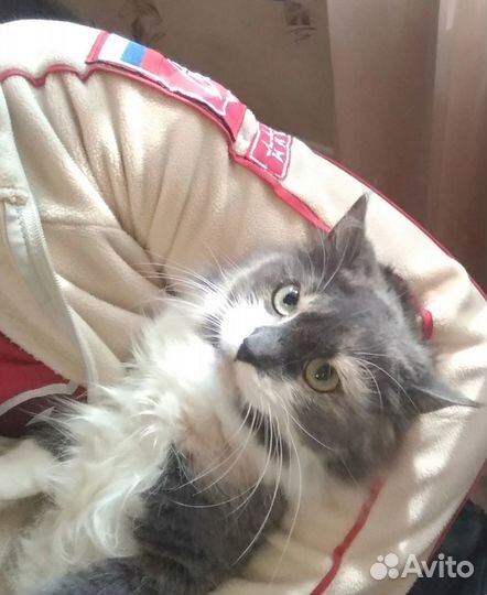 Кошка 2 года