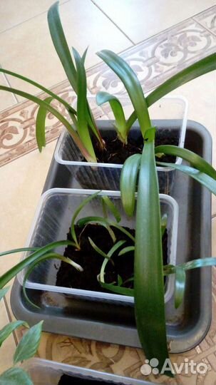 Гиппеаструм (амариллис) оранжевый или лилия