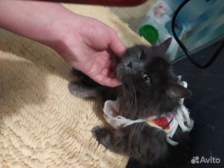 Симочке нужен дом.Помогите