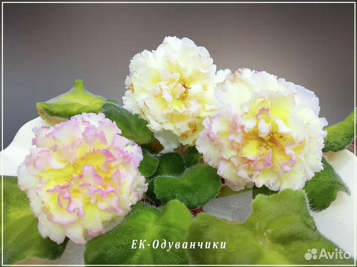 Фиалки сортовые