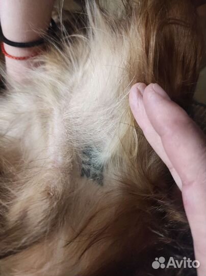 Длинношерстная такса вязка, мальчик. зовут Чейз