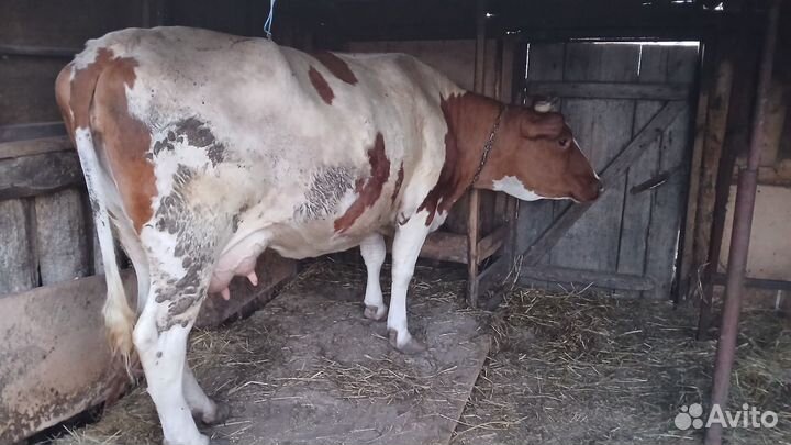 Корова дойная порода Сементал