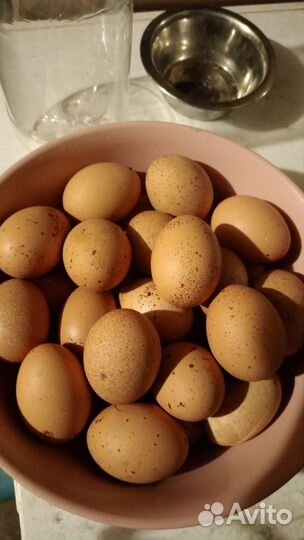 Семья кур породы билефельдер