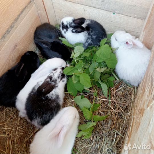 Кролики крольчата
