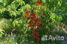 Персик Ред Хевен саженцы